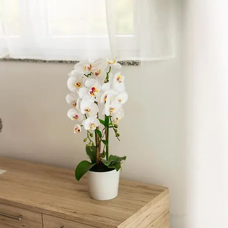 Suric Guest house Sukosan